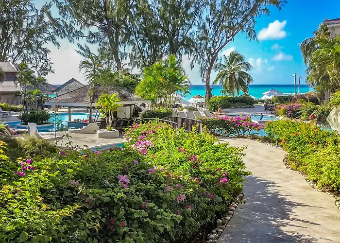 Bougainvillea Barbados